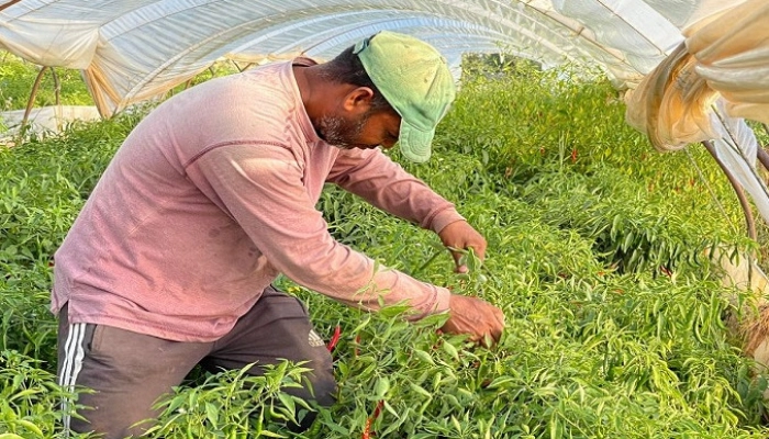 ব্রেকিং নিউজ: ভিসা প্রত্যাশীদের জন্য বিশাল সুখবর, বাংলাদেশীদের জন্য এলো ৪ হাজার ভিসার ঘোষণা